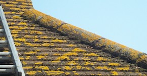 Winchester roof before cleaning and moss removal